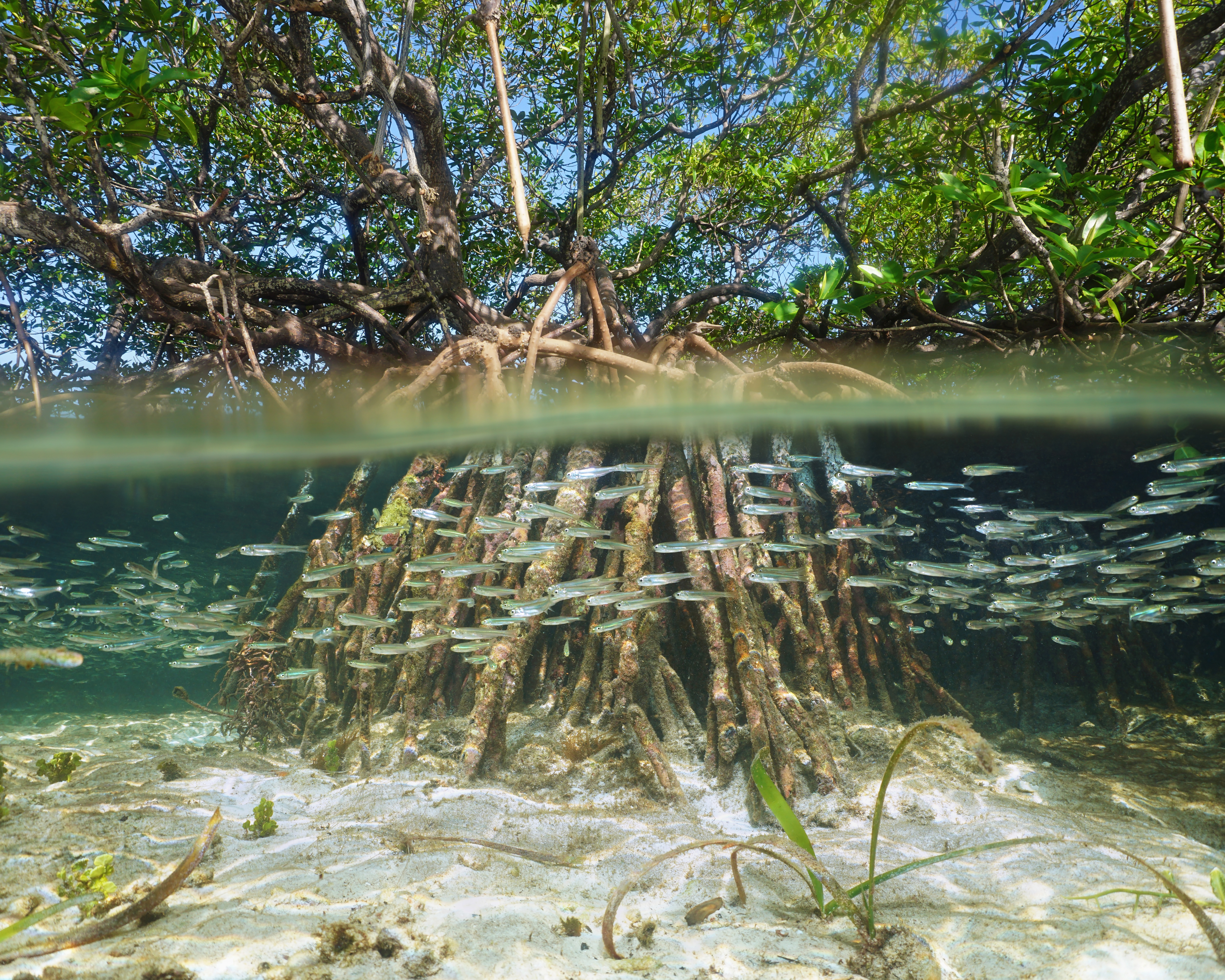 View of Mangroves underwater in The Bahamas