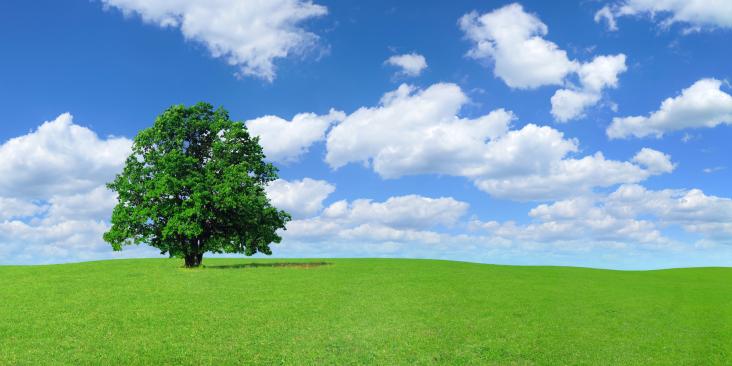 Lone tree in a green field